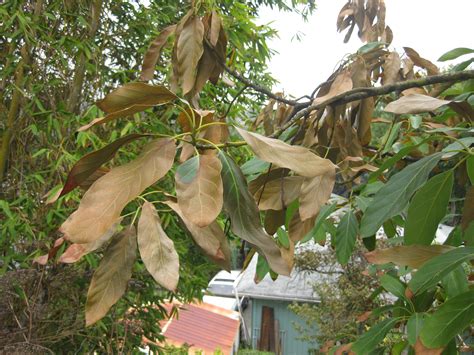 avocado leaves turning brown|avocado plant leaves drying up.